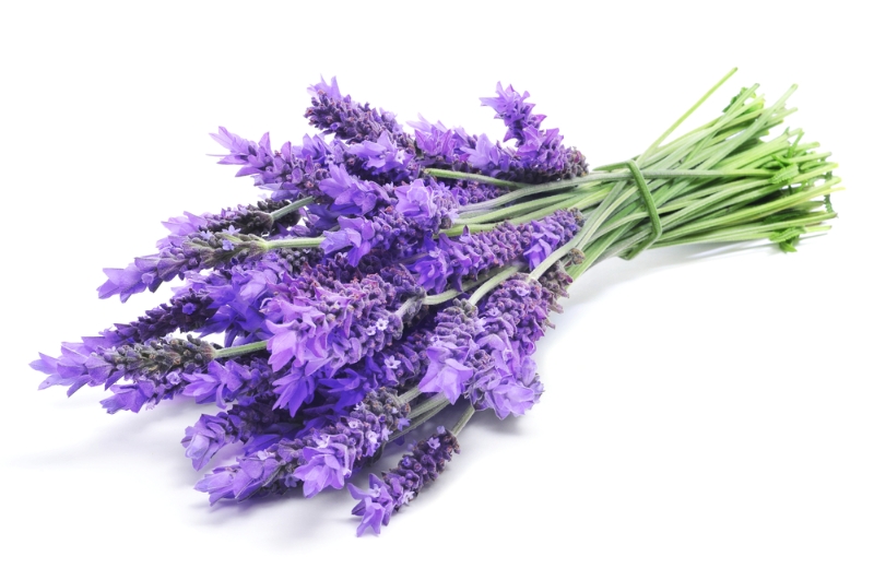Lavanda (lat. Lavandula officinalis) Lavanda (lat. Lavandula officinalis)
