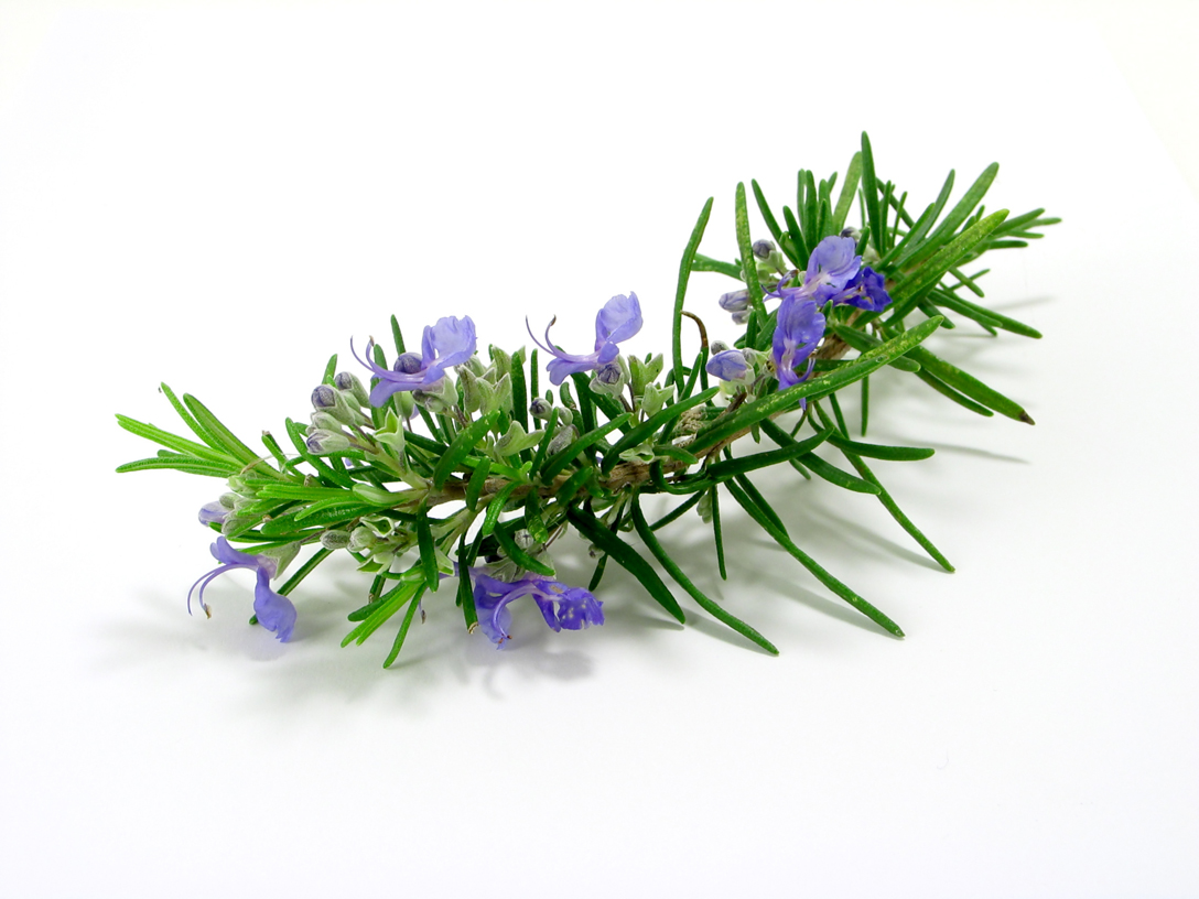 Ružmarin (Lat. Rosmarinus officinalis L.) Ružmarin (Lat. Rosmarinus officinalis L.)