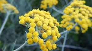Smilje (lat. Helichrysum arenarium L.) Smilje (lat. Helichrysum arenarium L.)